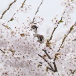 映画「花戦さ」と価値観の多様性