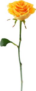 黄薔薇